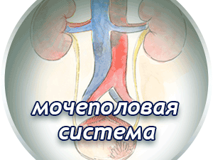 Лечение мочеполовой системы