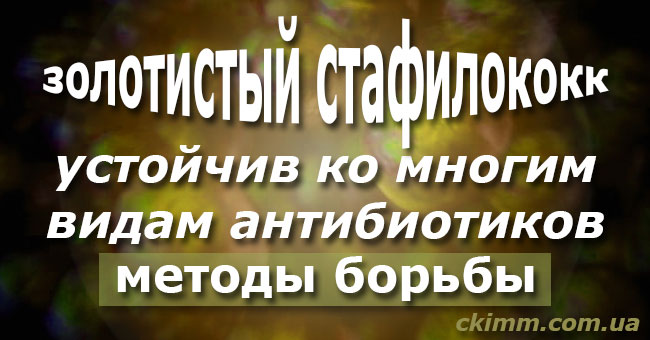 Золотистый стафилококк лечится бактериофагами