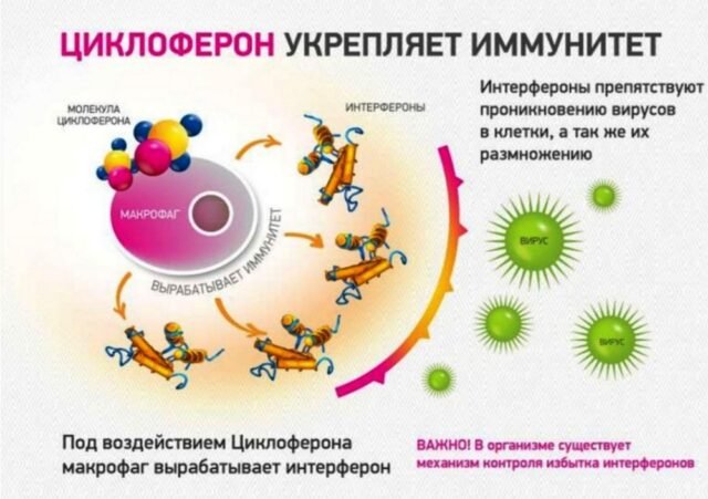Циклоферон
